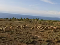 مینڈھا, Merino sheep — تصویر 1