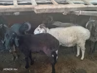 ভেড়ার পাঁঠা, ভেড়া — ছবি 5