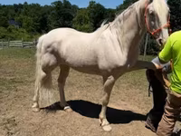 Kůň, Kentucky mountain daddle horse — foto 1