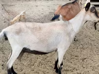 თხა, Alpine goat — ფოტო 2