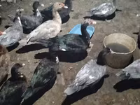 Ducks — foto 2