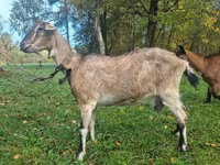 Էգ այծ, Alpine goat — լուսանկար 3