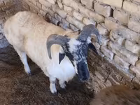 Ram, Rhon sheep — photo 3