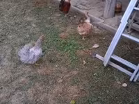 Gallina danese — foto 2
