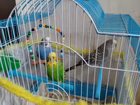Məhsul: Dalmatian və Avstraliya cinsli dalğalı papuqaylar (budgerigar) — عکس 1
