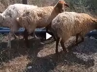 میش, گوسفند — عکس 2