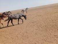 مادیان, Horse breed — عکس 4