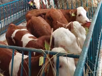 Boğa, Simmental cattle — foto 7