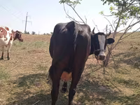 Kuh, Latvian Blue cattle — Foto 5