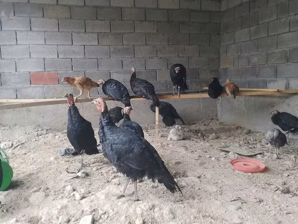 Turkeys — Kyrgyzstan