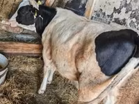 Kuh, Russian Black pied cattle — Foto 2