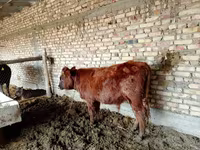 காளை, மாடுகள் — புகைப்படம் 3
