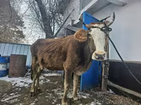 Kuh, Rinder — Foto 1