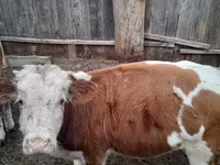ወንድ በሬ, Simmental cattle — ፎቶ 2