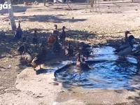 Ducks — foto 2