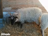میش, Racka sheep — عکس 3