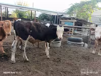 Bò đực, Simmental cattle — ảnh 1