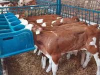 Boğa, Simmental cattle — foto 1