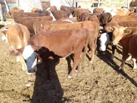 گاو ماده, گاو سفیدسر قزاقستانی — عکس 5