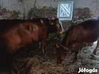 Bò đực, Simmental cattle — ảnh 1