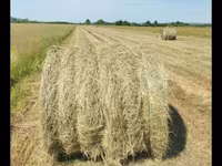 Baloți de earba — foto 1