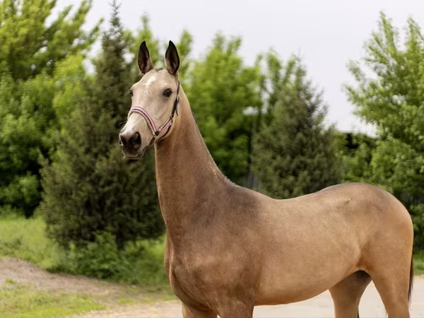 ม้าตัวเมีย, Akhal-Teke