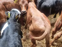 公牛, Limousin cow — 照片 4