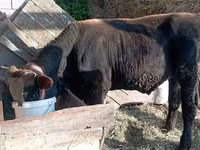 Bulle, Swiss cattle — Foto 1