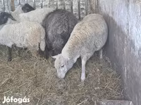 Schaap, Ile-de-France sheep — foto 6
