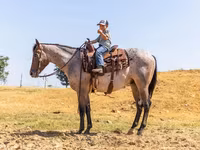 اسب نر, Quarter Horse — عکس 4