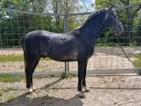 Aygır, Lipizzaner — foto 3