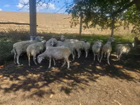 میش, گوسفند — عکس 3