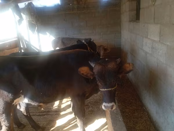Býk, Swiss cattle