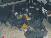 Chickens — Foto 1