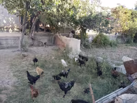 Chickens — foto 8