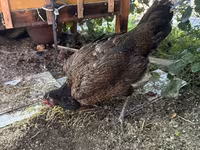 Chickens — Foto 6