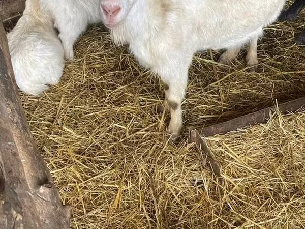 แพะตัวผู้, Russian White goat