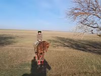 Ձի, Ձիեր — լուսանկար 4