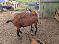 بز نر, Alpine goat — عکس 3