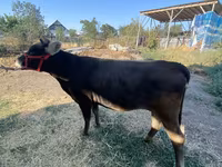 Kuh, Swiss cattle — Foto 4