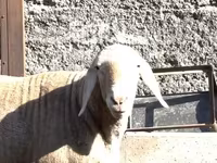 Montone, Pecore — foto 4