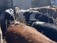 Lembu jantan, Simmental cattle — foto 7