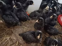 Chickens — ፎቶ 1