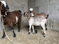 بز ماده, Nubian Goat — عکس 5