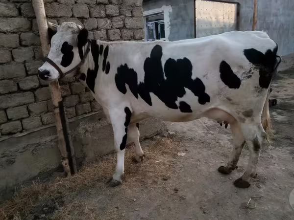 گاو ماده, گاوهای هولشتاین