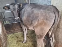 گاو ماده, Swiss cattle — عکس 5