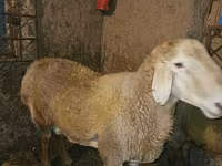 قوچ, Rhon sheep — عکس 2