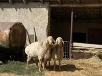 Pecora, Pecore — foto 1