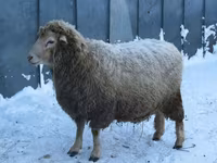 Domba jantan, Sheep — foto 5