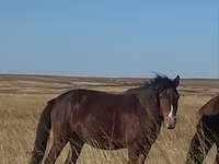 ม้าตัวเมีย, Kazakh horse — รูปภาพ 1
